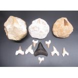 Collection of Carcharodon Shark teeth and three Mosasaur teeth found in the Cretaceous deposits of