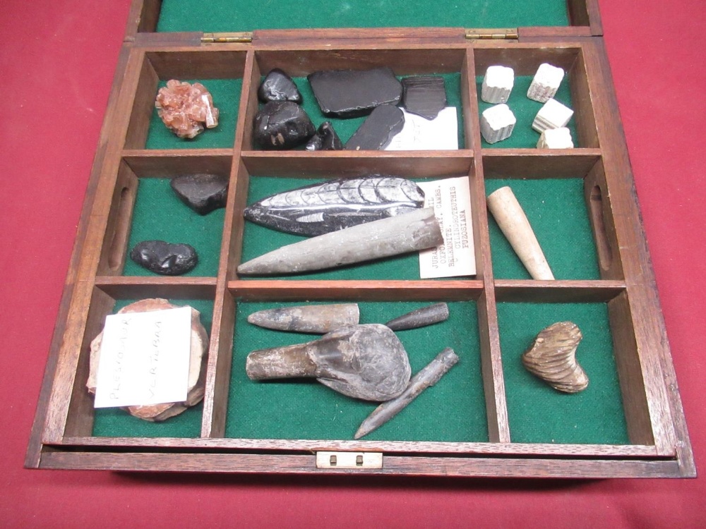 Box of Fossils and Minerals inc. Tigers Eye mineral, a piece of a Plesiosaur Vertebra, Whitby Jet, - Image 2 of 10