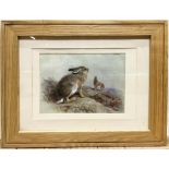 After Archibald Thorburn (1860-1935); Hares on a rocky outcrop, colour print in oak frame, 39cm x