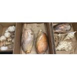 Collection of various sea shells incl. conch coral etc, L45cm max (26)