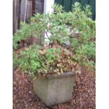 Reconstituted stone octagonal planter, complete with plant, approx 43cm x 48cm