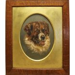 E. Shaw (British C19th); Head and neck study of a St. Bernard, oval oil canvas board, signed,