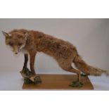 Taxidermy Red Fox on base, approx L90cm, approx H49cm