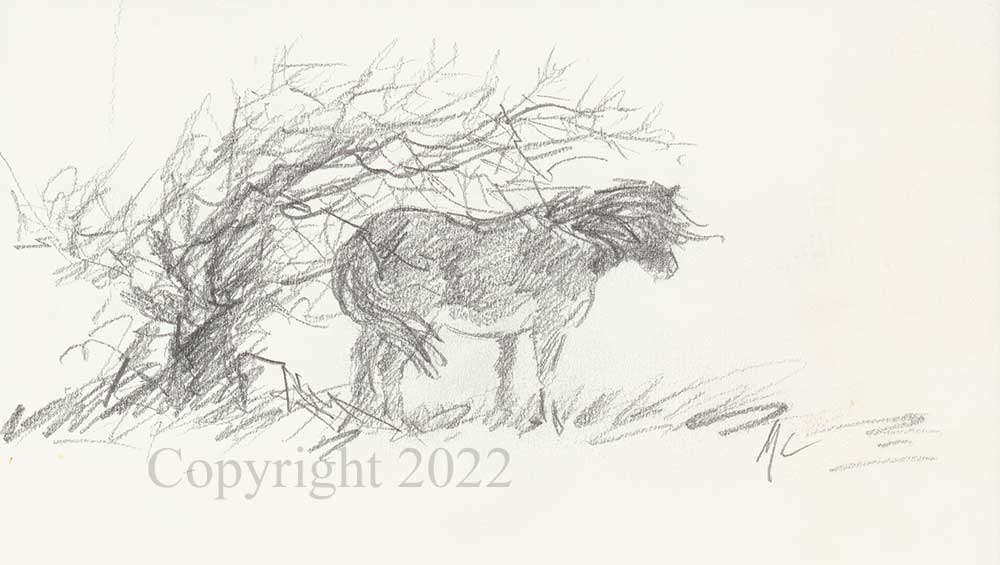 Pony - Sketch - Image 2 of 2
