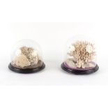 Property of a lady - two Victorian coral specimens, each under a glass dome, the taller 9.7ins. (