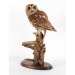 Property of a lady - a taxidermy tawny owl, modelled on a perch, 19.75ins. (50cms.) high (overall).