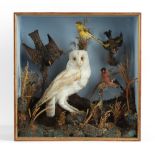 Property of a deceased estate - taxidermy - a stuffed Barn Owl and Other Birds, in