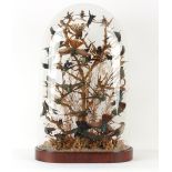 Property of a deceased estate - taxidermy - a Victorian stuffed Hummingbird display,