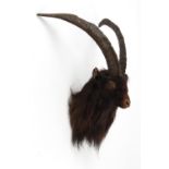 Property of a deceased estate - taxidermy - a late 19th / early 20th century stuffed Wild Goat