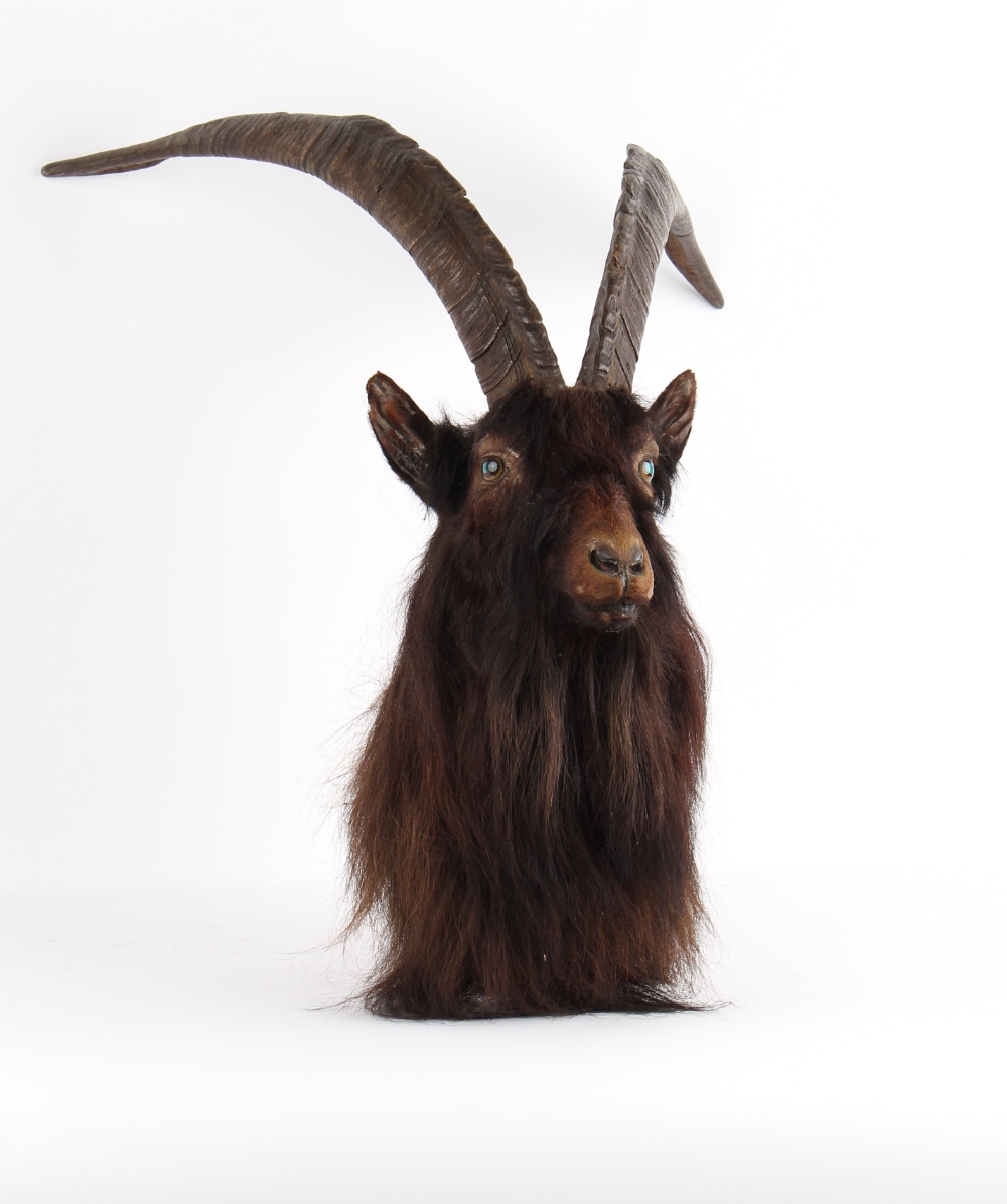 Property of a deceased estate - taxidermy - a late 19th / early 20th century stuffed Wild Goat - Image 2 of 2