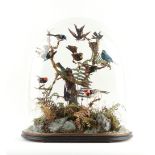 Property of a deceased estate - taxidermy - a Victorian stuffed Hummingbird display,