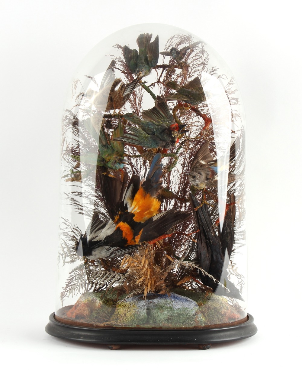Property of a deceased estate - taxidermy - a Victorian stuffed Exotic Bird display,