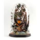 Property of a deceased estate - taxidermy - a Victorian stuffed Exotic Bird display,