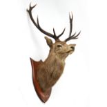 Property of a deceased estate - taxidermy - a stuffed stag head shoulder mount, 12-point, with oak