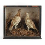 Property of a deceased estate - taxidermy - a pair of stuffed Grouse, in naturalistically dressed