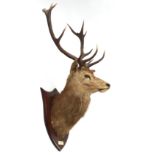 Property of a deceased estate - taxidermy - a stuffed stag head shoulder mount, 12-point, the oak