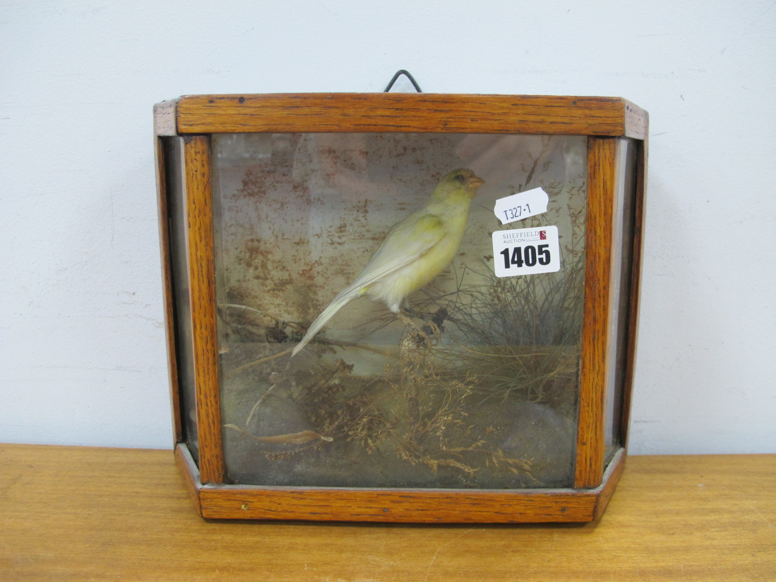 Taxidermy; A small finch type bird, perched on a branch (cased), 28cm wide overall.