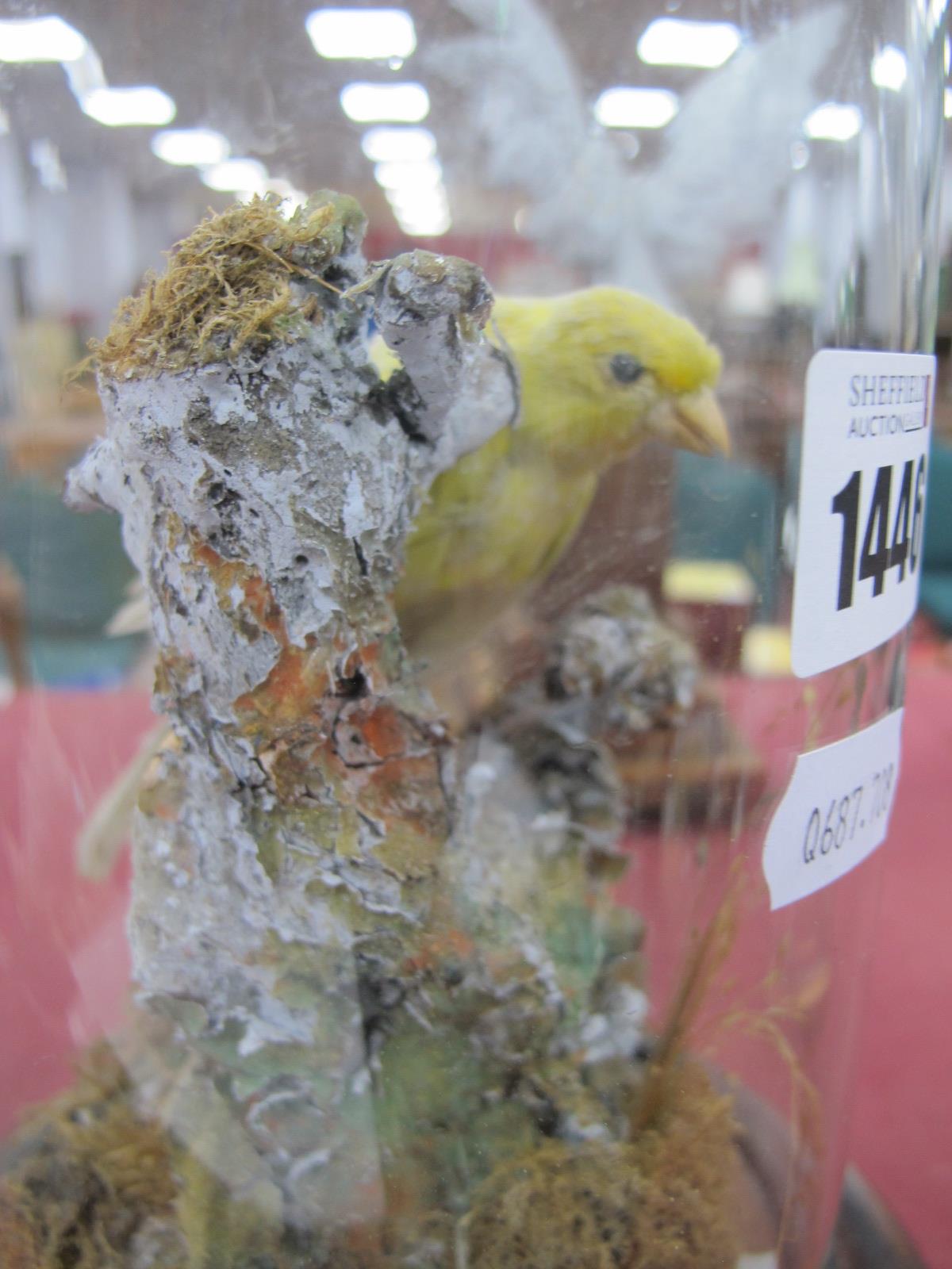 Taxidermy, yellow bird on circular mahogany base, circa 1900, under glass dome, 24.5cm high. - Bild 5 aus 5