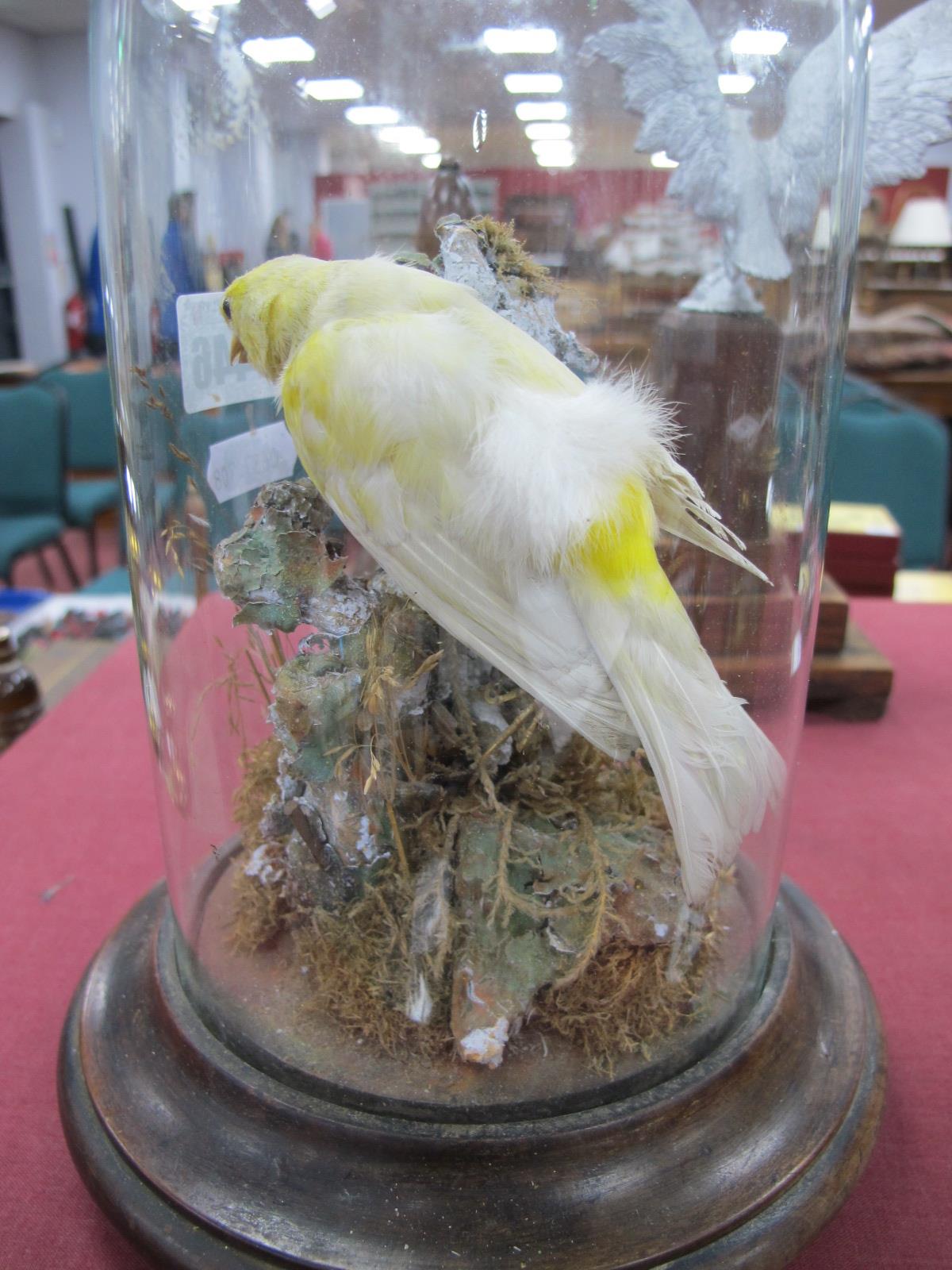 Taxidermy, yellow bird on circular mahogany base, circa 1900, under glass dome, 24.5cm high. - Bild 3 aus 5