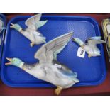 John Adams for Poole Pottery, set of three graduated wall Mallards, the largest 29cm wide.