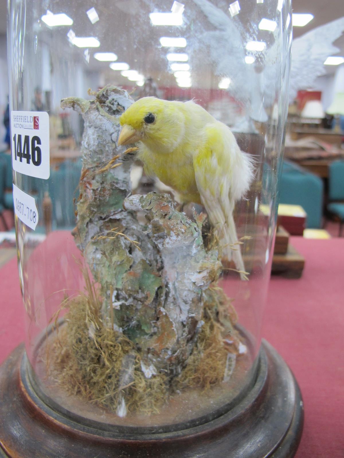 Taxidermy, yellow bird on circular mahogany base, circa 1900, under glass dome, 24.5cm high. - Bild 2 aus 5