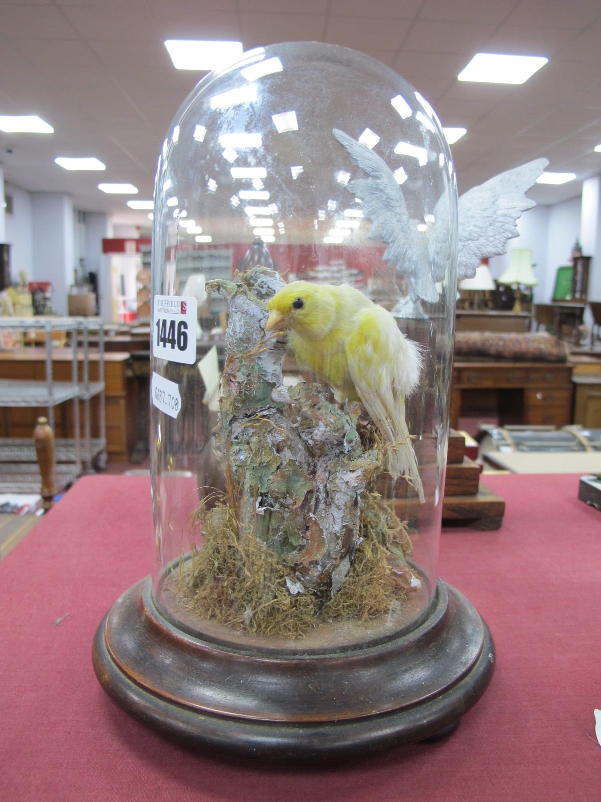 Taxidermy, yellow bird on circular mahogany base, circa 1900, under glass dome, 24.5cm high.