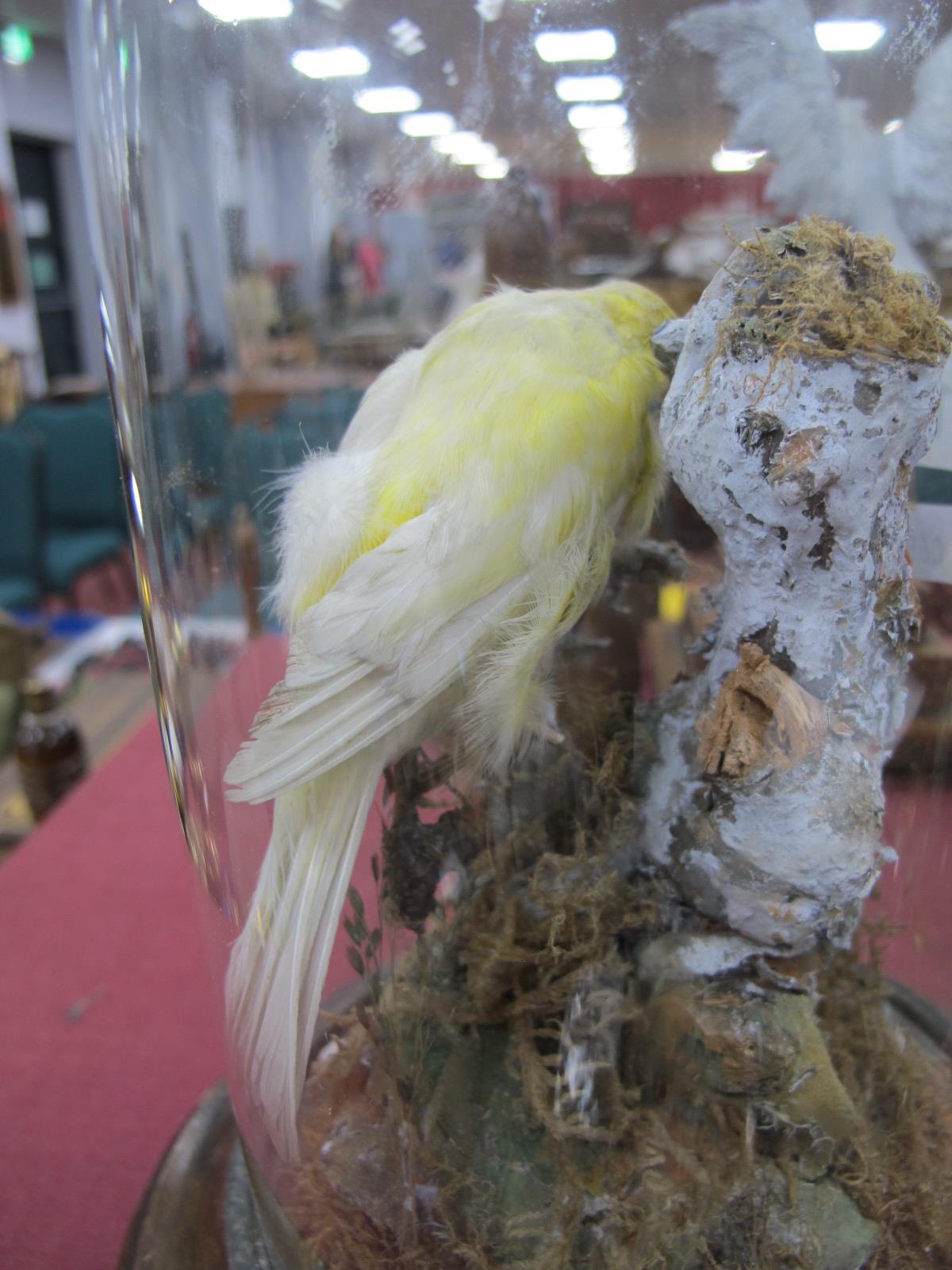 Taxidermy, yellow bird on circular mahogany base, circa 1900, under glass dome, 24.5cm high. - Bild 4 aus 5