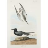 JOHN JAMES AUDUBON (AMERICAN 1785-1851), PRINTED BY ROBERT HAVELL (AMERICAN 1793-1878)