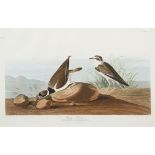 JOHN JAMES AUDUBON (AMERICAN 1785-1851), PRINTED BY ROBERT HAVELL (AMERICAN 1793-1878)