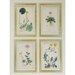A GROUP OF FOUR BOTANICAL COLORED ETCHINGS, AFTER WILLIAM CURTIS ST. GEORGE CRESCENT (BRITISH 1746-1