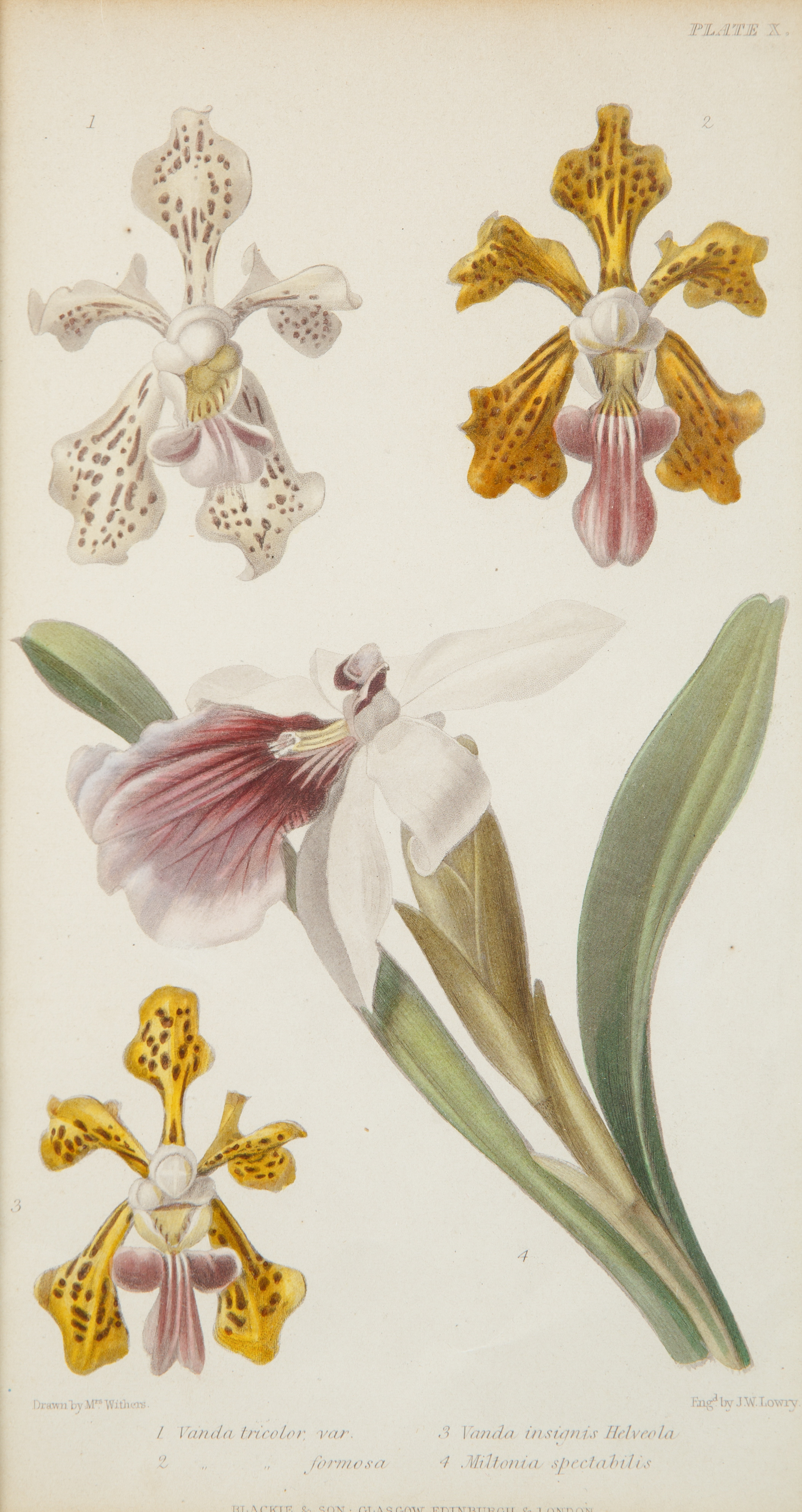 A COLORED BOTANICAL ENGRAVING, ILLUSTRATION BY MRS. WITHERS, PUBLISHED BY BLACKIE AND SON, GLASGOW,