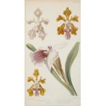 A COLORED BOTANICAL ENGRAVING, ILLUSTRATION BY MRS. WITHERS, PUBLISHED BY BLACKIE AND SON, GLASGOW,
