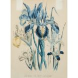 A COLORED BOTANICAL ENGRAVING, PUBLISHED BY DAY AND HAGHE ERITH TO THE QUEEN, LATE 19TH-EARLY 20TH C