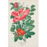A COLORED BOTANICAL ENGRAVING, LATE 19TH-EARLY 20TH CENTURY