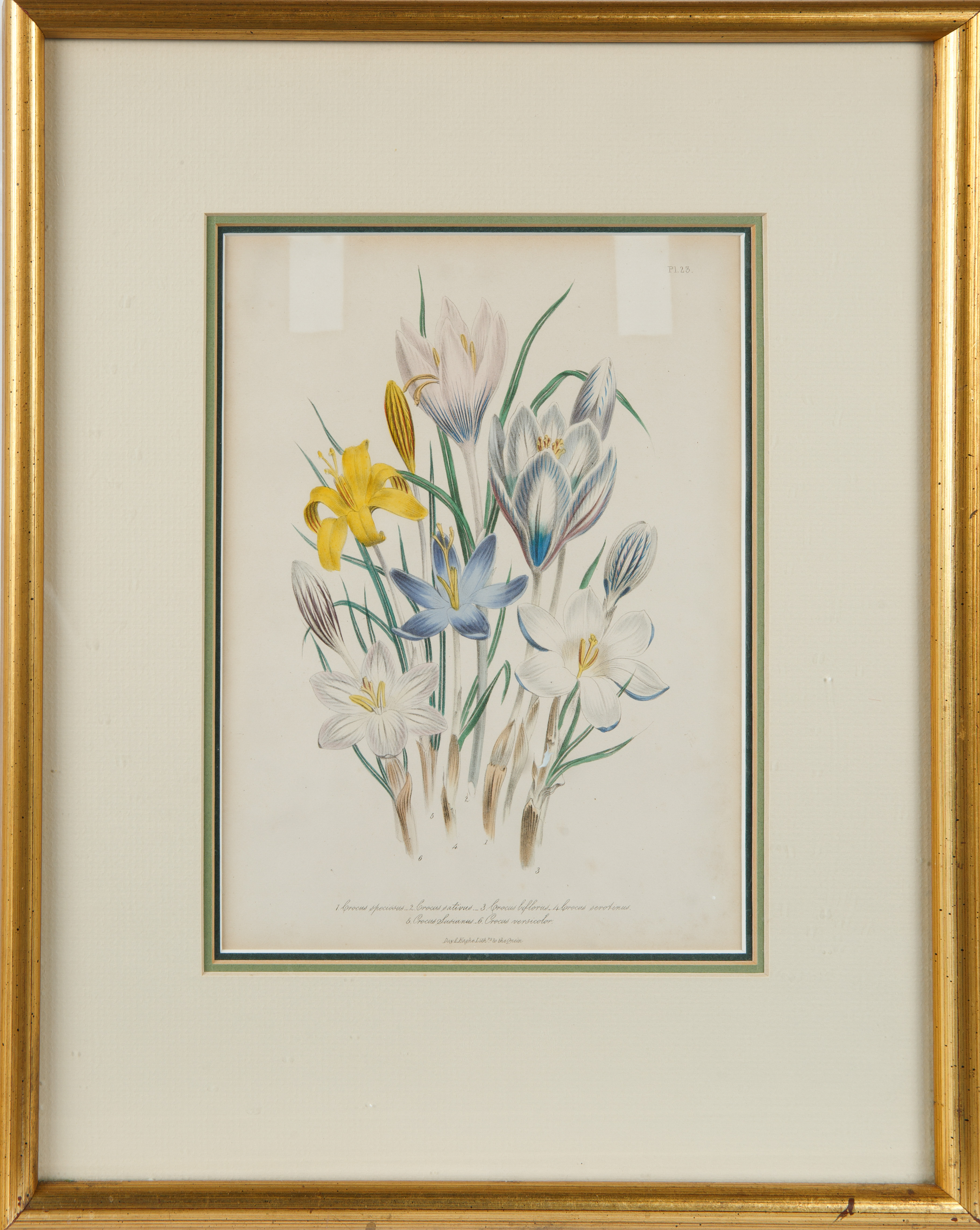 A COLORED BOTANICAL ENGRAVING, PUBLISHED BY DAY AND HAGHE ERITH TO THE QUEEN, LATE 19TH-EARLY 20TH C - Image 2 of 4