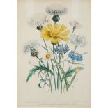 A COLORED BOTANICAL ENGRAVING, PUBLISHED BY DAY AND HAGHE ERITH TO THE QUEEN, LATE 19TH-EARLY 20TH C