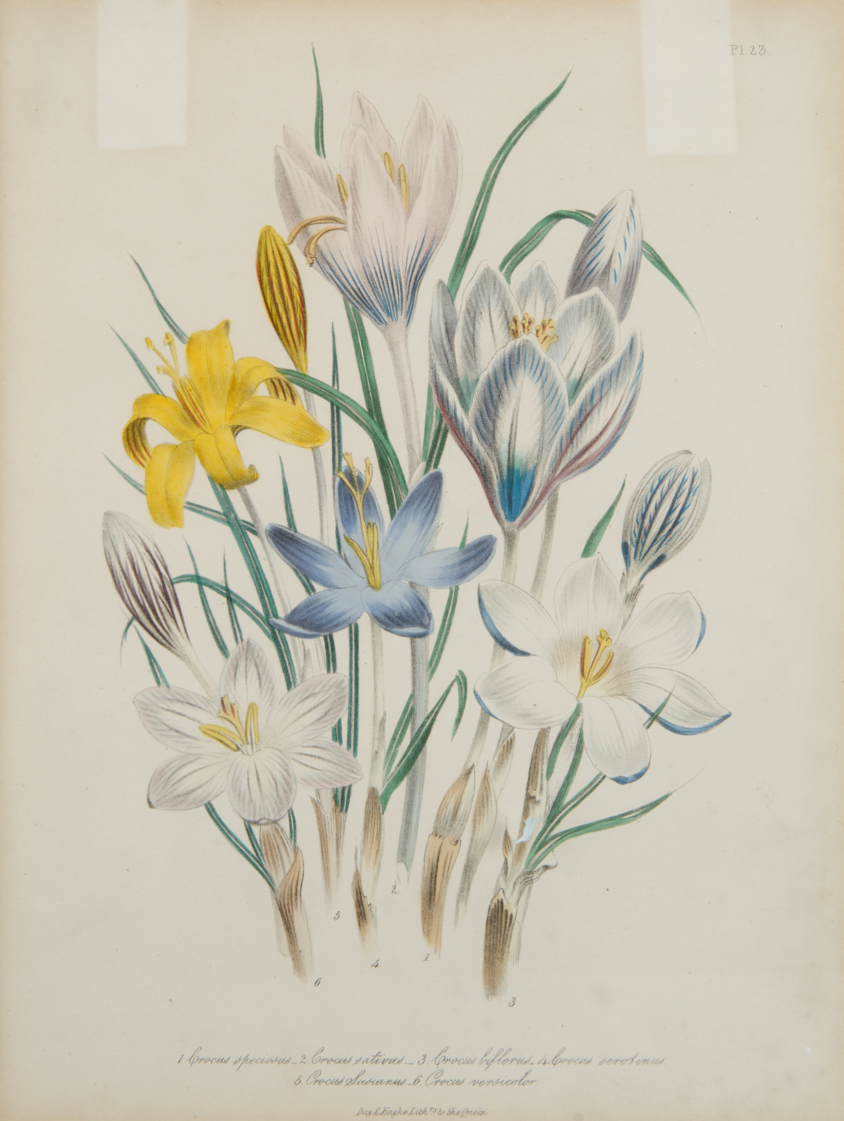 A COLORED BOTANICAL ENGRAVING, PUBLISHED BY DAY AND HAGHE ERITH TO THE QUEEN, LATE 19TH-EARLY 20TH C