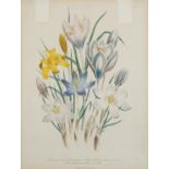 A COLORED BOTANICAL ENGRAVING, PUBLISHED BY DAY AND HAGHE ERITH TO THE QUEEN, LATE 19TH-EARLY 20TH C