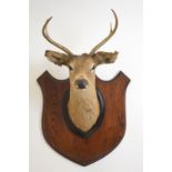 TAXIDERMY: DEER'S HEAD