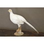 TAXIDERMY: WHITE PHEASANT