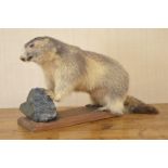 TAXIDERMY: BEAVER