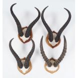 TAXIDERMY: GROUP OF 4 ANTELOPE ANTLERS