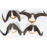 TAXIDERMY: 4 PAIRS OF WATERBUFFALO HORNS