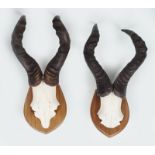 TAXIDERMY: 4 PAIRS OF ANTELOPE HORNS