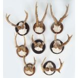 TAXIDERMY: 8 PAIRS OF ANTLERS