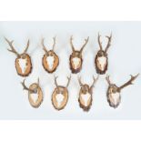 TAXIDERMY: 8 PAIRS OF ANTLERS