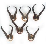 TAXIDERMY: 6 PAIRS OF ANTELOPE HORNS
