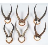 TAXIDERMY: GROUP OF 6 ANTELOPE ANTLERS