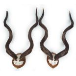 TAXIDERMY: PAIR OF LARGE ANTELOPE HORNS