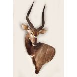 TAXIDERMY: NYALA HEAD & SHOULDERS